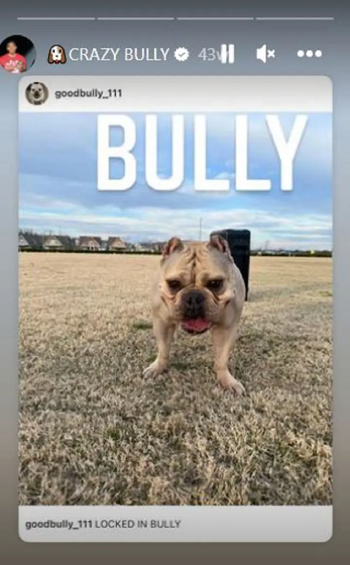 The Family dog bully who everyone loves in his family